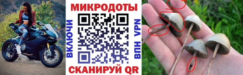 Псилоцибиновые грибы мицелий Купить закладки Бакал